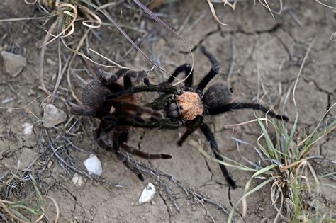 Photos: 2022 tarantula mating "migration" in Southern Colorado
