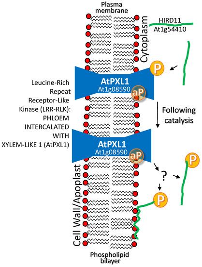 Late Embryogenesis Abundant Protein–Client Protein Interactions