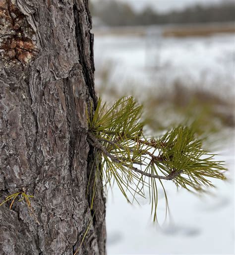 Do Cats Like Pine Needles at Thomas Wilk blog