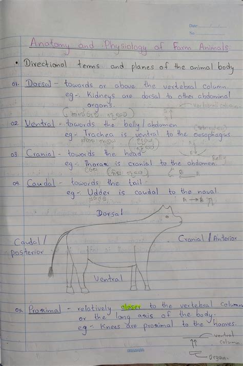 Cow Reproductive System Model 的图像结果