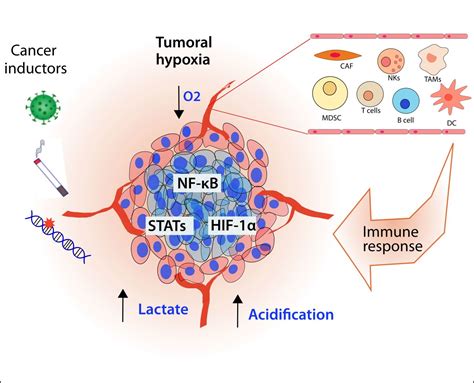 Hypoxia as a Modulator of Inflammation and Immune Response in Cancer