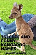 Image result for Funny Baby Kangaroo