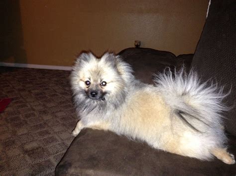 Wolf Sable Pomeranian Koda