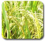 TNAU Agritech Portal :: Minimum Support Price