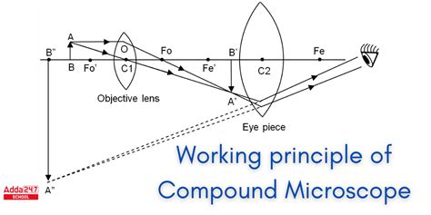 Image result for Simple Microscope and Compound