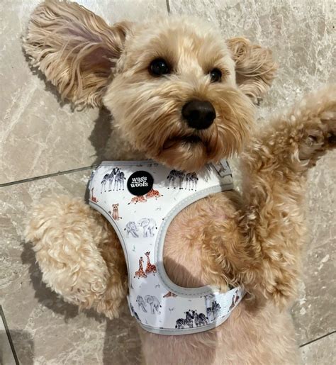 Wags and Woofs Pet Shop