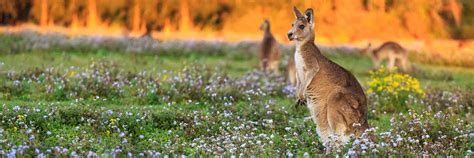 The 9 best Australian cities for your higher studies