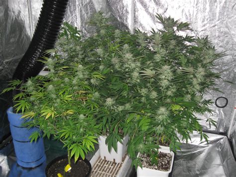 G13 Haze - 600W HPS - Coco/Perlite - Handwatered [Completed] - Grow Journals - Growery Message Board