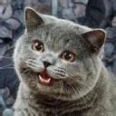 Image result for CS50 ICO