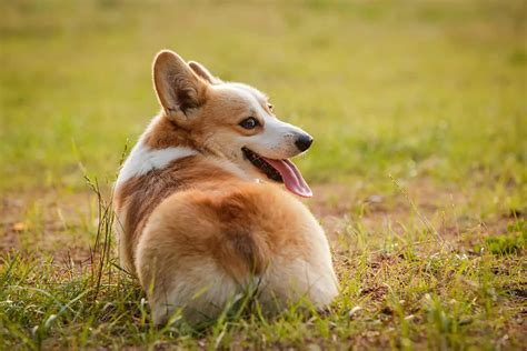 Do Corgis Have Tails At Birth? 3 Reasons For Tail Docking