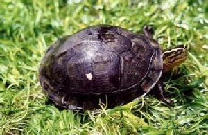 Image result for Name Match Algorithm