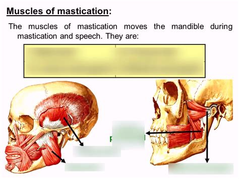 Muscles of Mastication Lecture 的图像结果