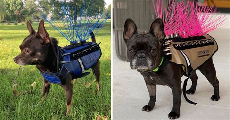 Predator Coat For Small Dogs at Mildred Bruggeman blog