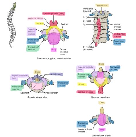 Axial Skeleton Labeling Sheets