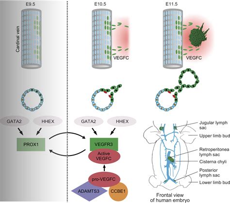 Copper And Lymphatic Development
