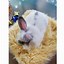 Image result for Baby Lionhead Bunny Rabbit