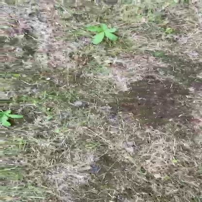 Image result for Arduino Weed Identifier Python