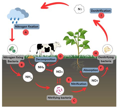 Nitrogen Fixation Bacteria
