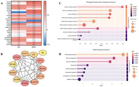 Integrated Transcriptomic Analysis of Liver and Muscle Tissues Reveals ...