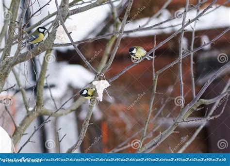 Feeding the Birds during Harsh Winter Frosts Stock Photo - Image of ...