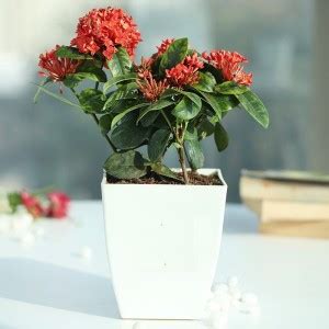 Cloud Farm Trothic Ixora/Chethi Plant Price in India - Buy Cloud Farm ...