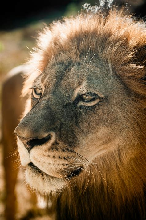 Safari Desktop 的图像结果