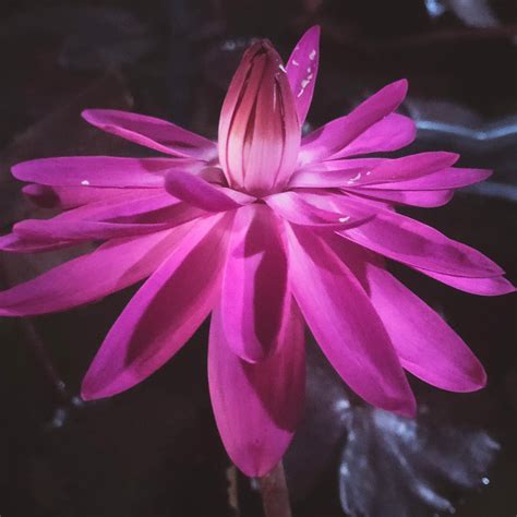 Red Flare | Buy water lily in India | Lilypond Store