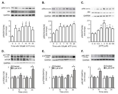 Mechanical Disturbance of Osteoclasts Induces ATP Release That Leads to ...