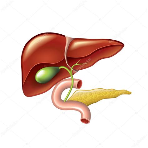 Human liver, gallbladder, pancreas anatomy vector Stock Vector Image by ...