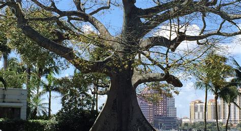 GIANT KAPOK TREE (2026) All You Need to Know BEFORE You Go (with Photos ...