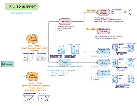 Passive Transport Concept Map
