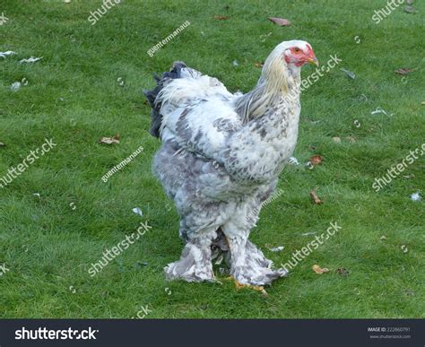 Light Brahma Hen Images: Browse 186 Stock Photos & Vectors Free ...
