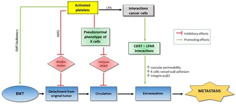 The Role of Platelets in the Tumor-Microenvironment and the Drug ...
