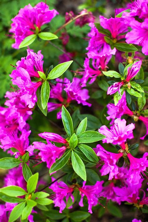 23 Fragrant Flowers for Your Garden