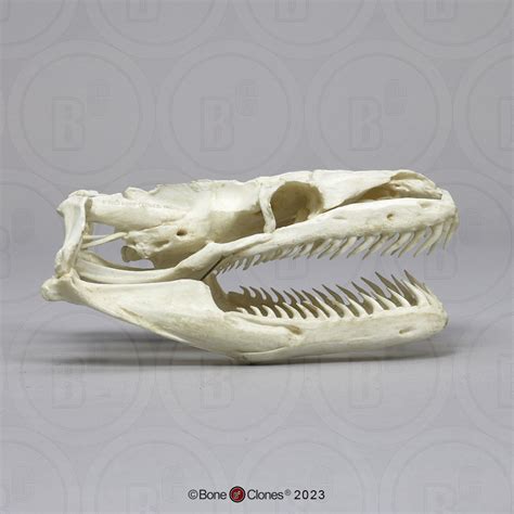 Image result for Python Skull