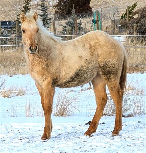 2025 Palomino Dun Roan AQHA yearling gelding | Horses | KSL Classifieds