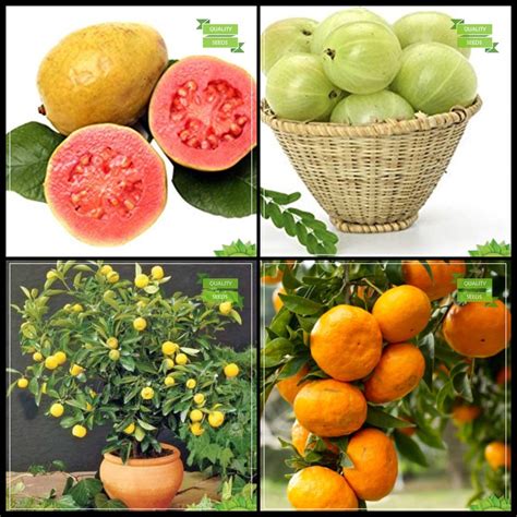 Creative Farmer Fruit Seeds For Home Garden Combo Fruit : Lemon Guava ...
