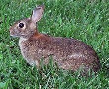 Image result for Bunny Cotton Tail Clip Art