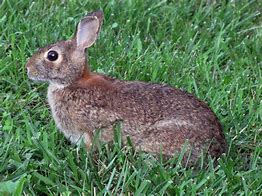 Image result for Baby Cottontail Rabbit One-day Old