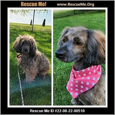- Pennsylvania Cockapoo Rescue - ADOPTIONS - Rescue Me!
