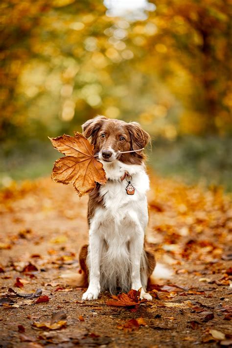 Image result for Dog Using Computer Meme