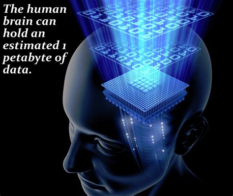 Human Memory Storage 的图像结果