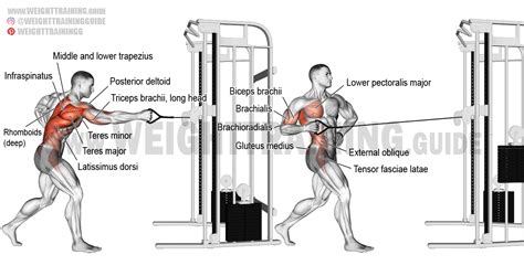 Cable Crossover Exercises 的图像结果