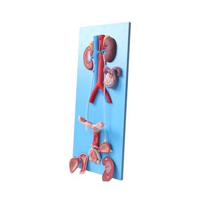Image result for Making Female Reproductive Organ Model