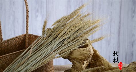 仿真大麦穗-沭阳县宇宙干花工艺品厂提供仿真大麦穗