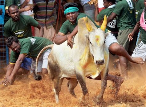 In A Tragic Incident, A Bull Died Of Cardiac Arrest During Jallikattu ...