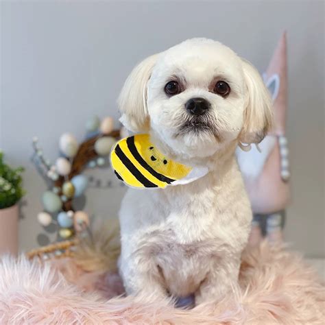 Online booking - Pawsitive Pet Grooming