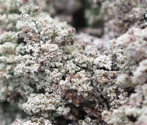 Yukon Lichens Ecosystem Pioneers – Boreal Blue