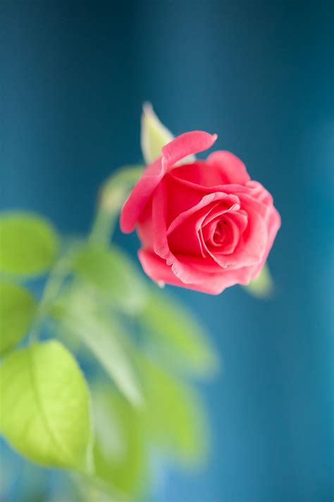 Money Transparent Background 的图像结果