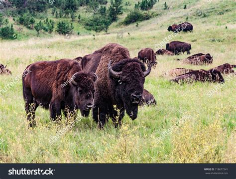 21,299 Buffaloes Group Royalty-Free Images, Stock Photos & Pictures ...